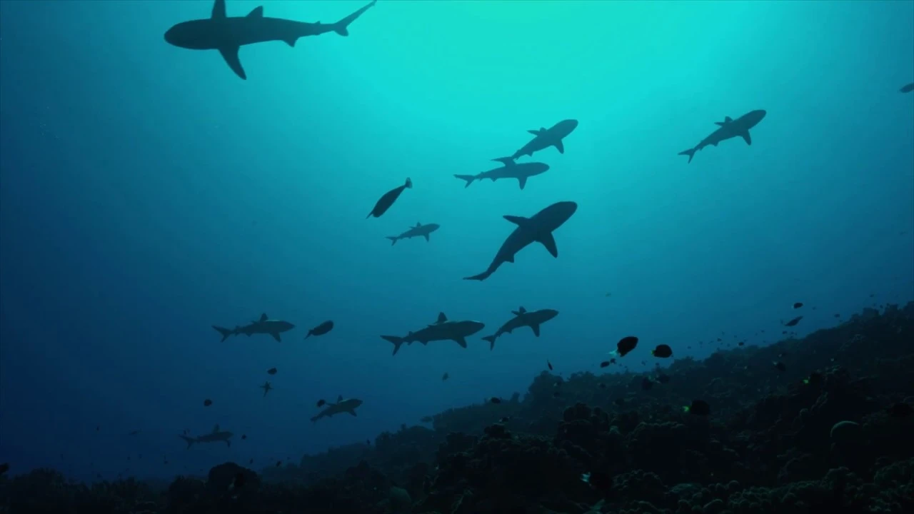 Do We Need Sharks?